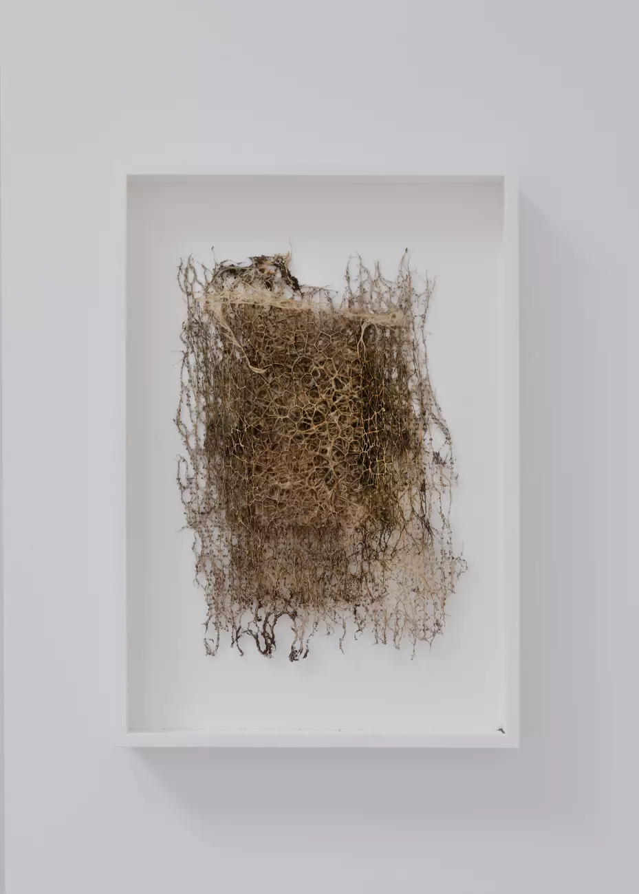 Hyper Rhizome #24, Diana Scherer - Aleor Design